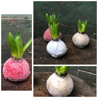 Wax Hyazinthe - Weiße Wachshyazinthe mit Glitzer – pflegeleichte Winterdeko mit zartem Duft. Modern, natürlich & frisch