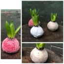 Wax Hyazinthe - Weiße Wachshyazinthe mit Glitzer...