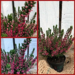 Mini Heide rot~ Calluna Gardengirls - knospig/blühend - Herbstdeko klein und zauberhaft