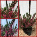 Mini Heide rot~ Calluna Gardengirls -...