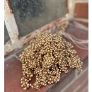 Deko Pfeffer ~ wunderschöne goldene Pfefferbeeren im...