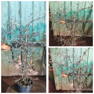 ZickZackstrauch ~ Corokia Cotoneatser ~ sehr dekorative und trendige Indoor Deko ~ flowers