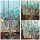 ZickZackstrauch ~ Corokia Cotoneatser ~ sehr dekorative...