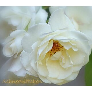 Strauchrose Schneewittchen -R- im großen XXL 10 Liter Topf -kräftige Qualität- Traumhafter Dauerblüher in weiß