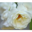 Strauchrose Schneewittchen -R- im großen XXL 10...