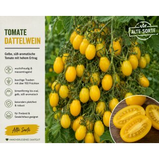 Tomate Dattelwein – süße gelbe Massenträgerin mit außergewöhnlichem Aroma