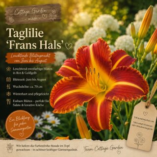 Hemerocallis Frans Halls ~ wunderschöner & ausdrucksstarker Blütenzauber ~ Blüten Essbar und lecker