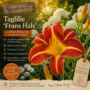 Hemerocallis Frans Halls ~ wunderschöner &...