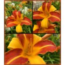 Hemerocallis Frans Halls ~ wunderschöner & ausdrucksstarker Blütenzauber ~ Blüten Essbar und lecker