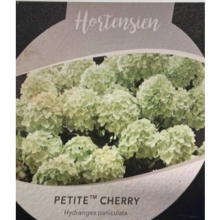 Rispen-Hortensie Petite Cherry-R- ~ im großen XL Topf- knospig~ reichblühende Hortensienneuheit
