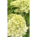 Rispen-Hortensie Petite Cherry-R- ~ im großen XL Topf- knospig~ reichblühende Hortensienneuheit