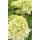 Rispen-Hortensie Petite Cherry-R- ~ im großen XL Topf- knospig~ reichblühende Hortensienneuheit