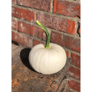Kürbisse Kürbis Snowball~ Herbstdeko ~beliebter Herbstzauber