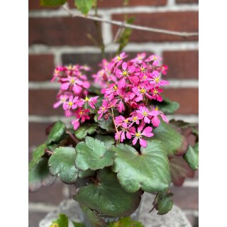 Herbststeinbrech - Oktoberle -pink - jetzt knospig /blühend in Dekoqualität- für kurze Zeit ..zauberhafte Staude