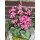 Herbststeinbrech - Oktoberle -pink - jetzt knospig /blühend in Dekoqualität- für kurze Zeit ..zauberhafte Staude