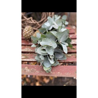 Eukalyptus cinerea Girlande dick und üppig gebunden 1Meter~  duftende frisch gebundene Dekoration in schönen silber-grau- Hochzeit, Taufe, Kommunion ...