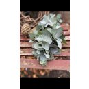 Eukalyptus cinerea Girlande dick und üppig gebunden...