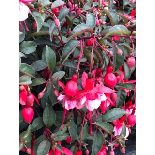 Freiland Garten Fuchsie Madame Cornelissen ~im großen 3 Liter XL Topf ~ Nostalgie im Staudenbeet~ winterhart