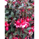 Freiland Garten Fuchsie Madame Cornelissen ~im...