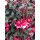 Freiland Garten Fuchsie Madame Cornelissen ~im großen 3 Liter XL Topf ~ Nostalgie im Staudenbeet~ winterhart