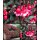 Freiland Garten Fuchsie Madame Cornelissen ~im großen 3 Liter XL Topf ~ Nostalgie im Staudenbeet~ winterhart