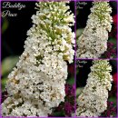 Buddleja White Profusion 40/60/100 ~ weißer...