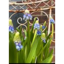 3 Töpfe ~ Muscari "Mountain Lady im Topf...