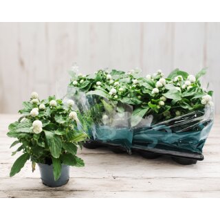 Kugelamarant Weiß jetzt knospig/blühend~ Blütencharme,kleine Blüten mit großer Wirkung~ lange Blütezeit & traumhaft für die Kübelbepflanzung