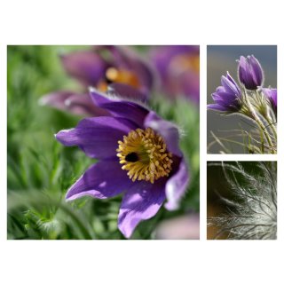 Küchenschelle Pulsatilla vulgaris ~ Frühlingsdesign  in sanften violett