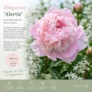 Pfingstrose Alertie ~ Paeonie im grossen Topf gewachsen ~...