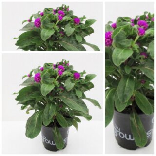 Kugelamarant lila Blütencharme ..kleine Blüten mit großer Wirkung ~ tolle Kübelbepflanzung ~lange Blütezeit