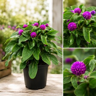 Kugelamarant Lila jetzt knospig/blühend~ Blütencharme,kleine Blüten mit großer Wirkung~ lange Blütezeit & traumhaft für die Kübelbepflanzung