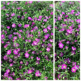 Mauer Gypskraut - Schleierkraut rosa- knuddelig / flach Blüten- Deko ~ im Topf jetzt knospig/blühend~ Sommerzauber rosa