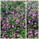 Mauer Gypskraut - Schleierkraut rosa- knuddelig / flach...