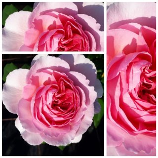 Englische Rose The Ancient Mariner~großer 10 Liter Topf ~stark gefüllte duftige Blüte
