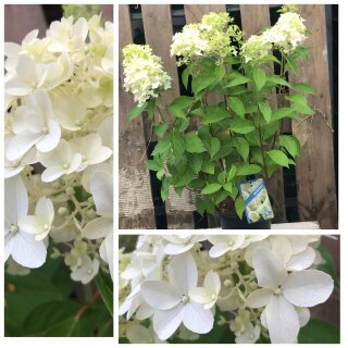 Rispenhortensie Hydrangea Skyfall -R- ~ im XXL Topf jetzt knospig/blühend ~sehr große Blütenrispe~ Hortensie