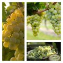 Weinrebe/Weintraube Romulus - starke  im großen...