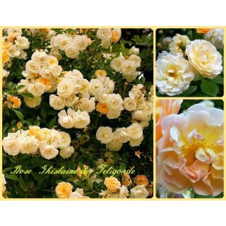 Rambler Rose Ghislaine de Feligonde ~ im großen 5 Liter Topf~ büschelweise Blütenzauber