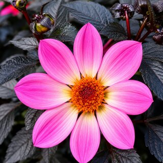 Dahlie Happy Days Rosa jetzt knospig/blühend 13cm Topf~ offene Blüten für Bienen & Hummeln, dunkles attraktives Laub