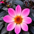 Dahlie Happy Days Rosa jetzt knospig/blühend 13cm...