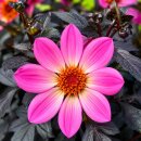 Dahlie Happy Days Rosa jetzt knospig/blühend 13cm...