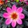Dahlie Happy Days Rosa jetzt knospig/blühend 13cm Topf~ offene Blüten für Bienen & Hummeln, dunkles attraktives Laub