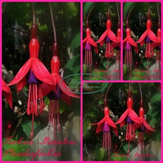 Fuchsia Riccantoni ~im großen XL 3 Liter Topf ~ Solitär~ Freiland-Fuchsie mit Farbcharm