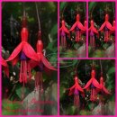 Fuchsia Riccantoni ~im großen XL 3 Liter Topf ~...