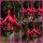 Fuchsia Riccantoni ~im großen XL 3 Liter Topf ~ Solitär~ Freiland-Fuchsie mit Farbcharm