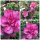 Garteneibisch Magenta Chiffon kräftige 40/60 im C3~Hibiscus~eleganter Sommertraum
