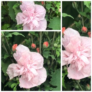 Garteneibisch Pink Chiffon-R- Hibiscus im C3 Topfgewachsen~gefüllte Blüte