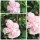 Garteneibisch Pink Chiffon-R- Hibiscus im großen C7,5 XL Topf~gefüllte Blüte