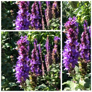 Salvia Caradonna ~Blüten - Salbei ~ Bienenfreund