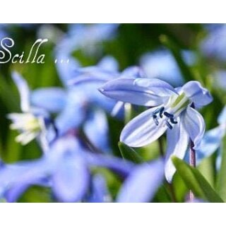 3 Töpfe Blausternchen ~ Scilla Sibirica -Blau- im Topf gewachsen/Knospig~ treue Blau-Sternchen die bezaubern...